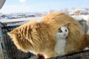 кот на балконе фото (7)